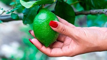 Hand einer Frau hält eine grüne Zitrone an einem Zitronenstrauch | Bild: mauritius images / Simone Sechi / Alamy / Alamy Stock Photos